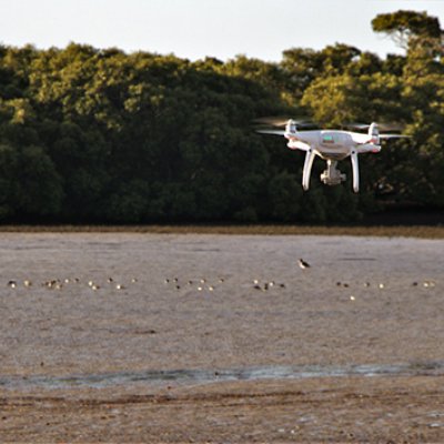 A drone flying over a flock of birds floating in the ocean at a beach. Tree-covered hills are in the background. 